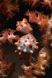 Pregnant bargibandi. Lembeh. by Mehmet Salih Bilal 